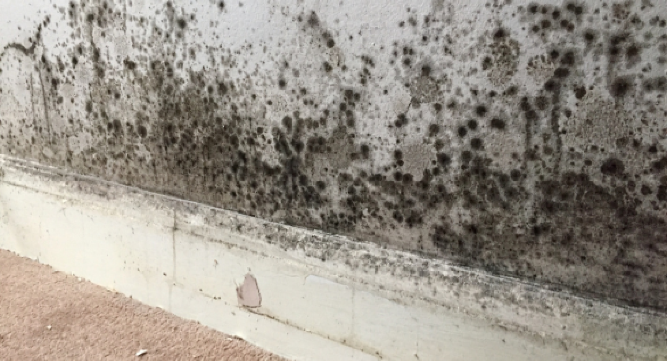 Why Is Behind My Sofa Going Mouldy? 