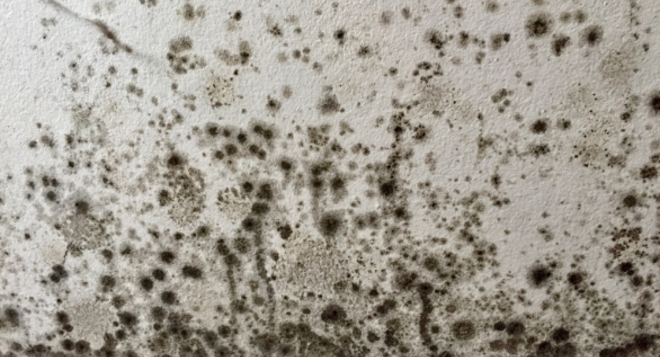 Why Most Bathroom Mould Fixes Don’t Work (And What Actually Does)